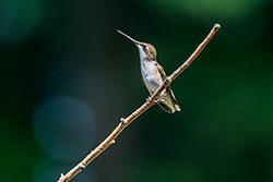 Photos Colibri